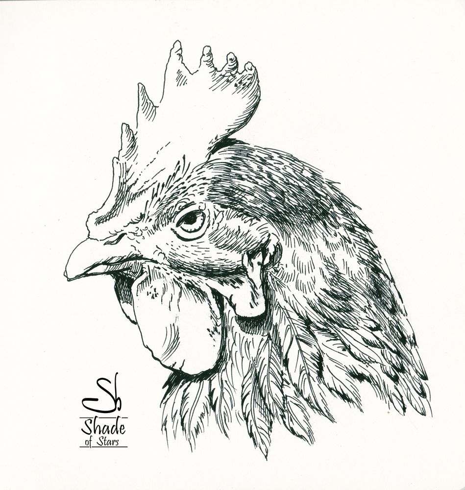Ink drawing of a hen head
