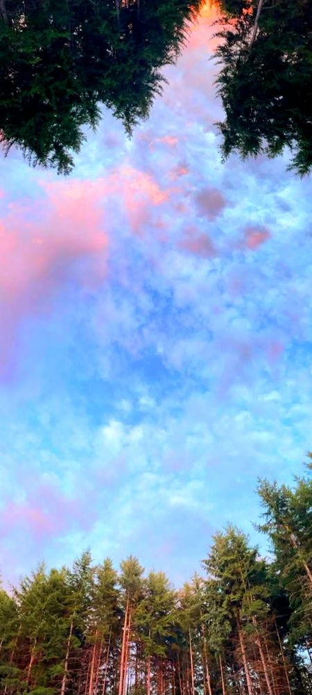 Pink, blue and purple clouds in a forest clearing. 