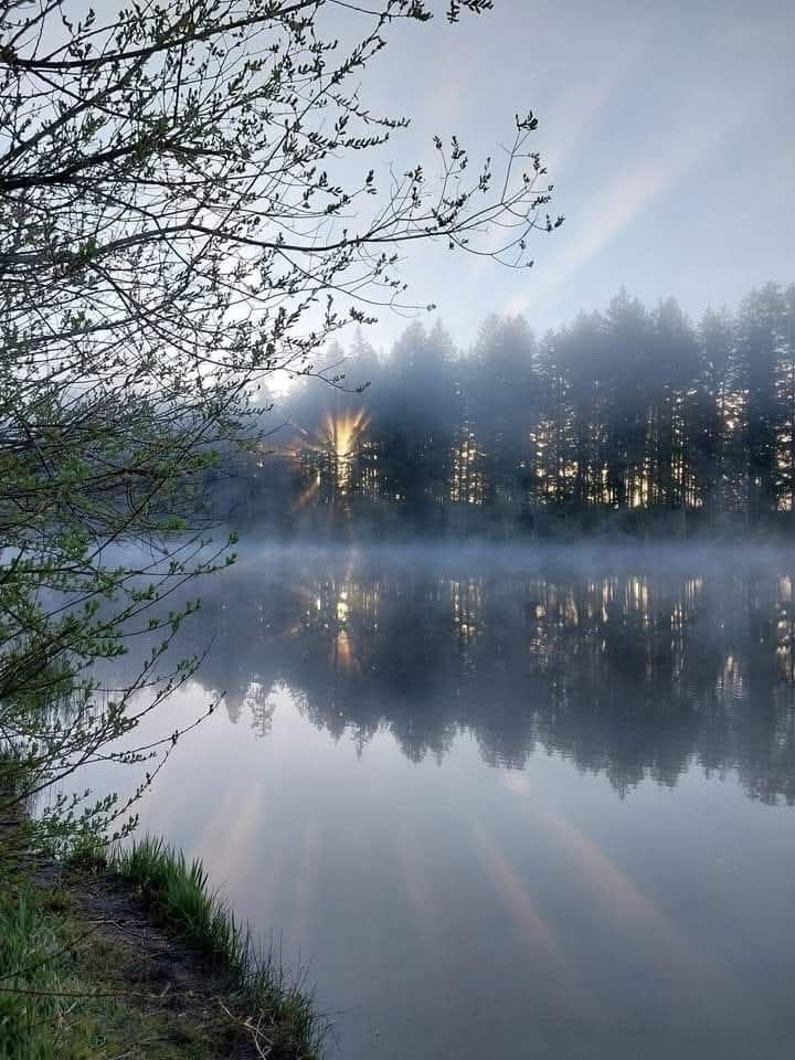 The morning sun peaks through the trees and casts beams of light across still water