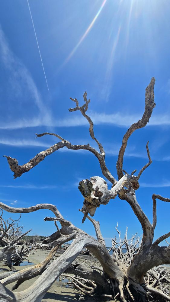 A gnarly old "driftwood" tree on the beach (technically it didn't drift anywhere the beach just ate it)  