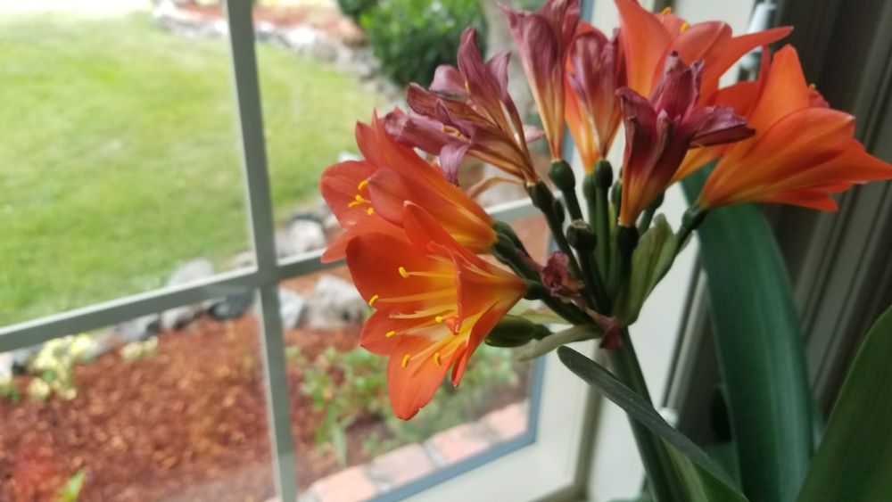 honestly no idea where i took this picture of a flower, but it's a nice flower