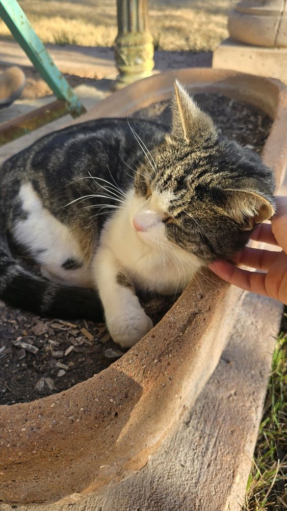 barn cat named Sheila, she loves the dirt and the sunshine