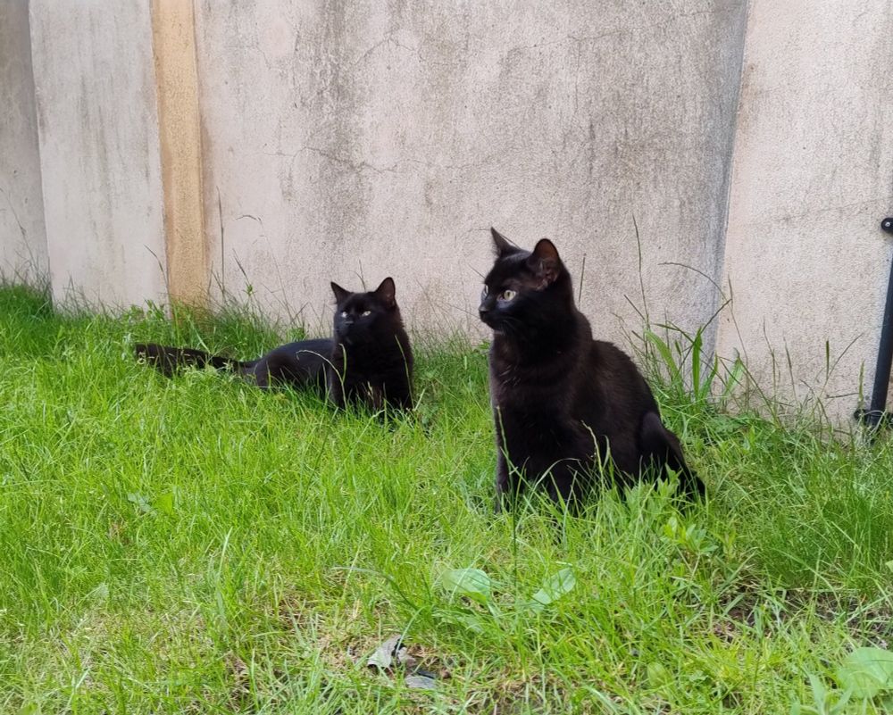 two black cats sitting in slightly overgrown grass