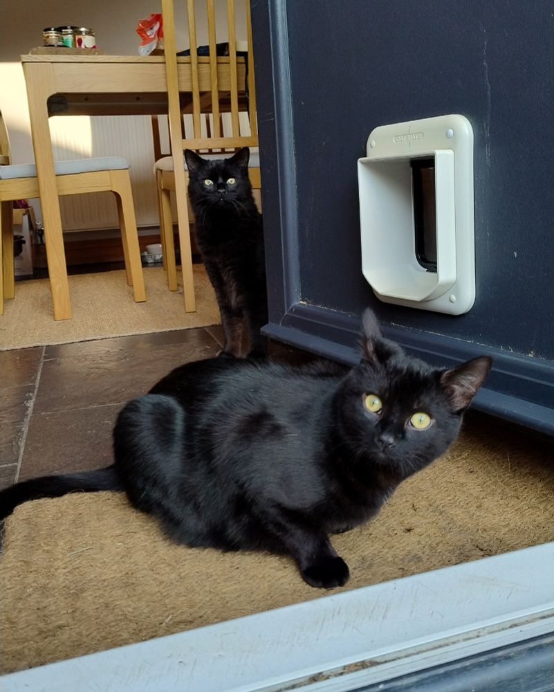 Two black cats in a door way, looking out with their eyes wide and expressions of shock and awe.