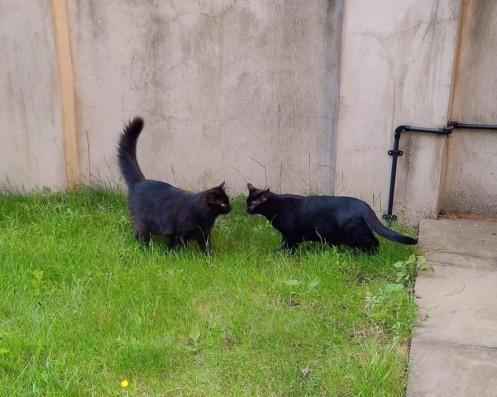 Two black cats meeting on a lawn, giving each other a nose kiss.