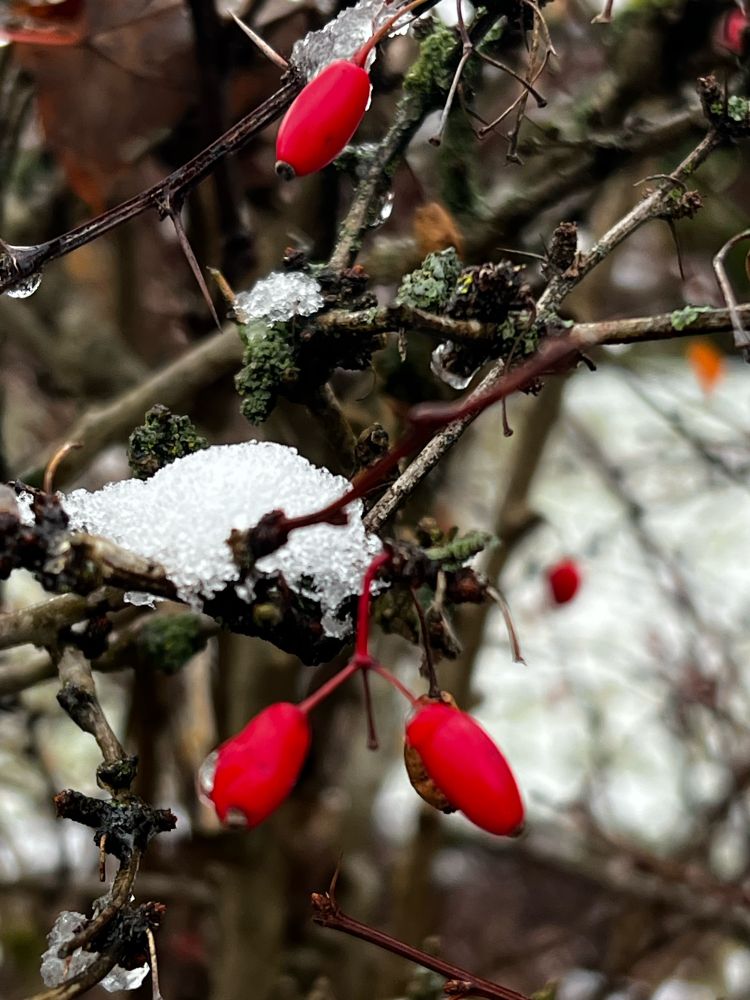 Branches from shrub, with three bright red berries and a bit of snow covering them.