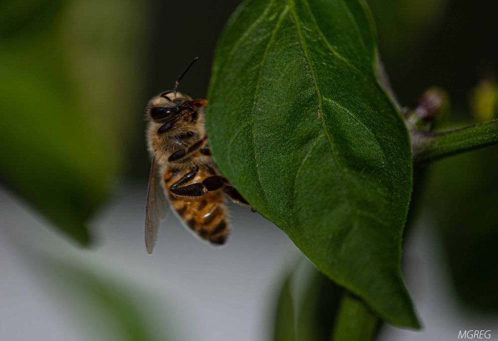 abeille sur une feuille