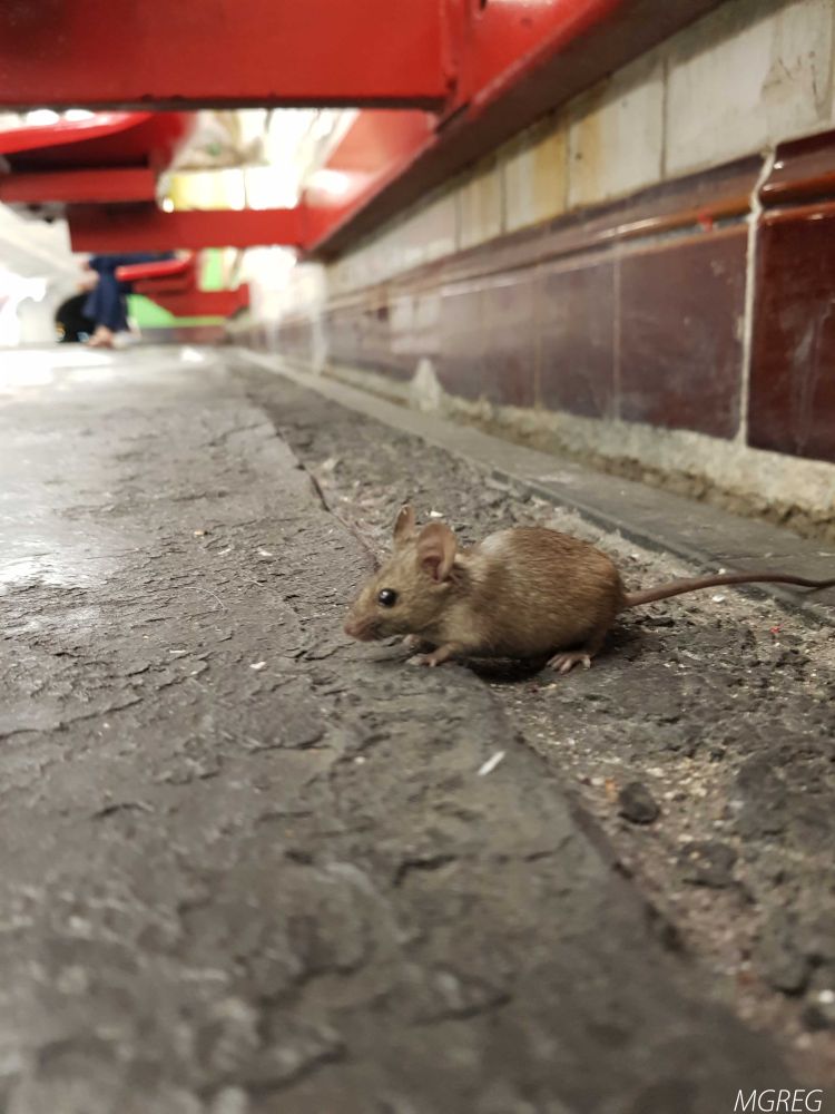 Souris dans le métro sous un banc