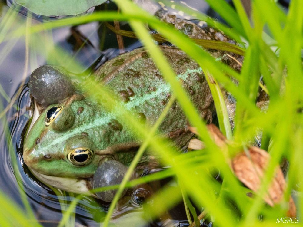 Grenouille gonflée