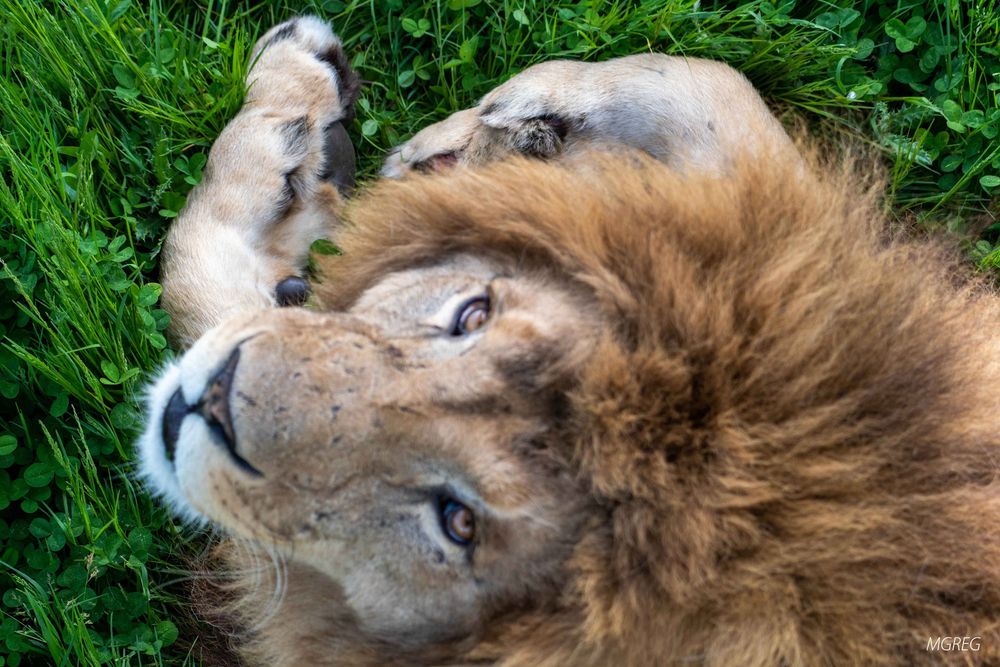 Lion