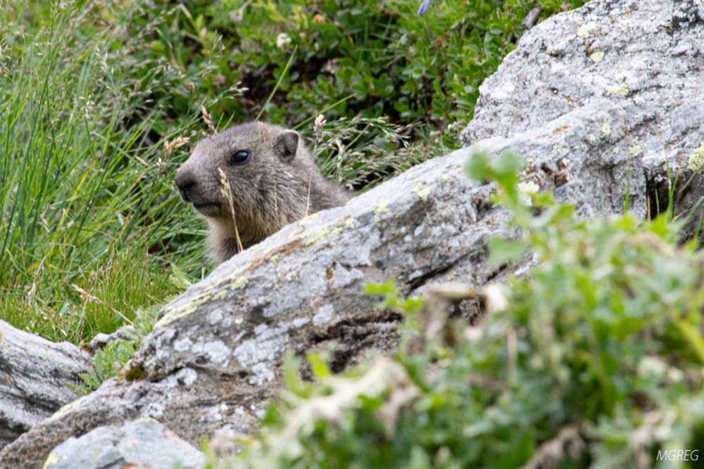 Marmotte