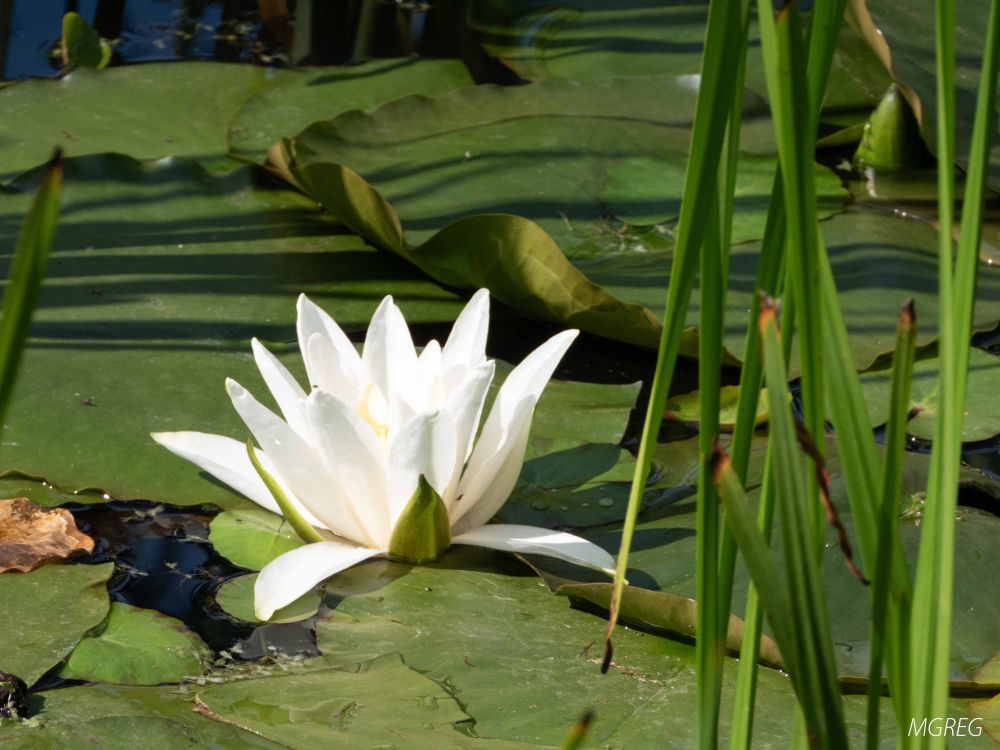Nénuphar blanc