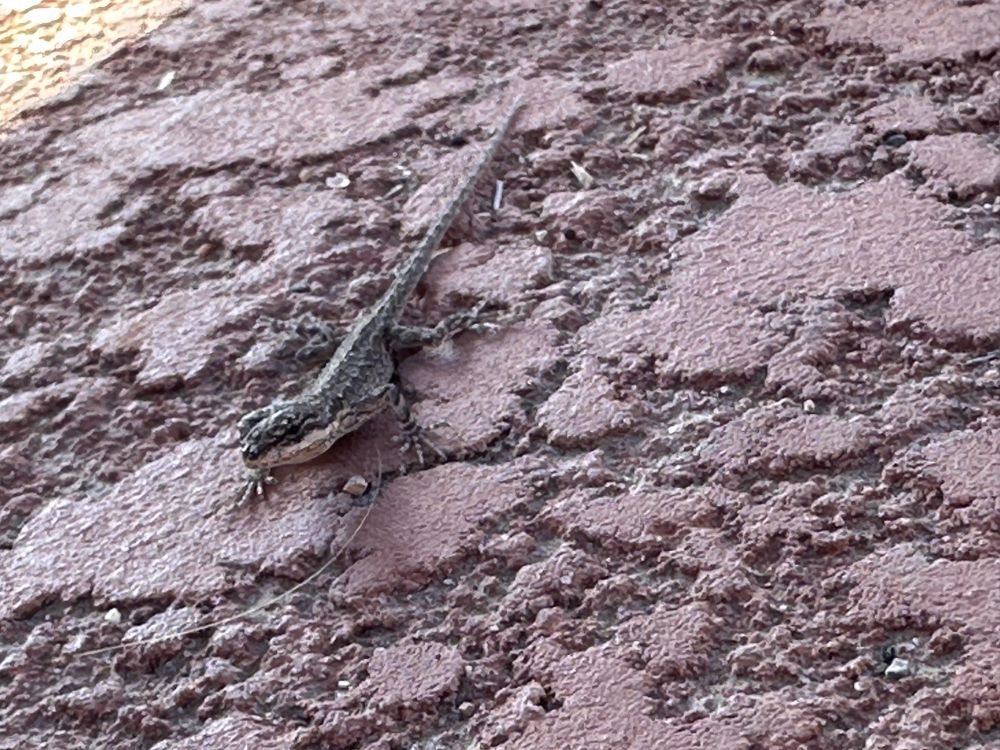 An ornate tree lizard? This lil guy is only about an inch long 😭