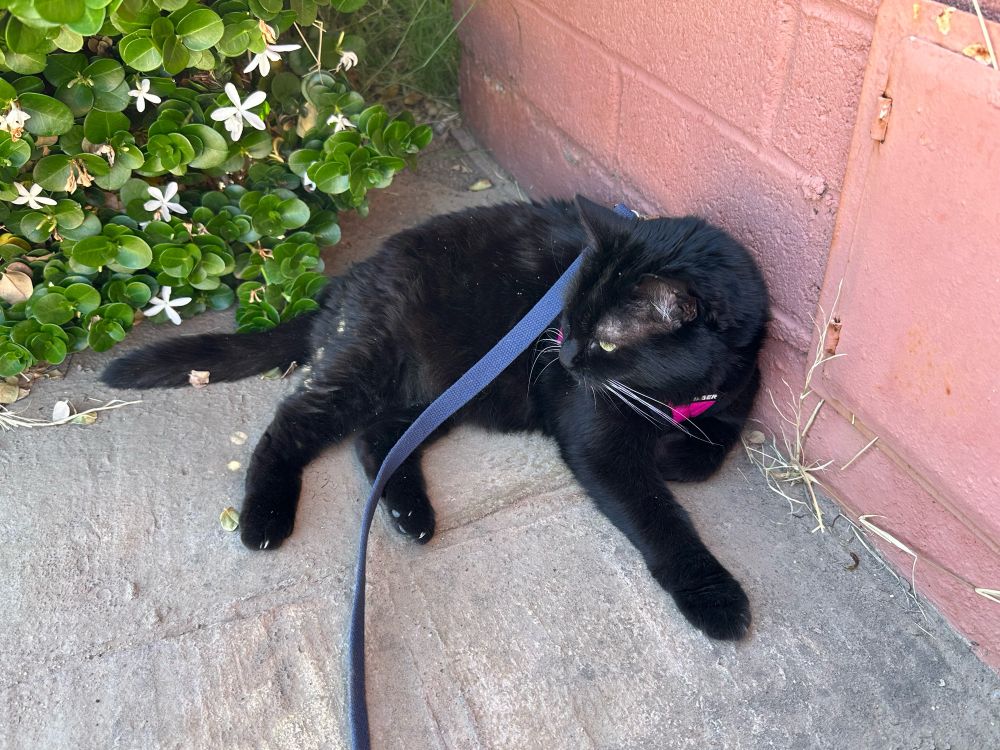 Spooky lounging under a bush