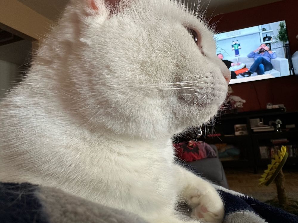 My cat, Floppy, drooling while receiving pets in front of a TV playing the Etho episode of the Imp and Skizz podcast