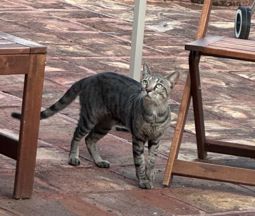 A neighbor’s cat? lol