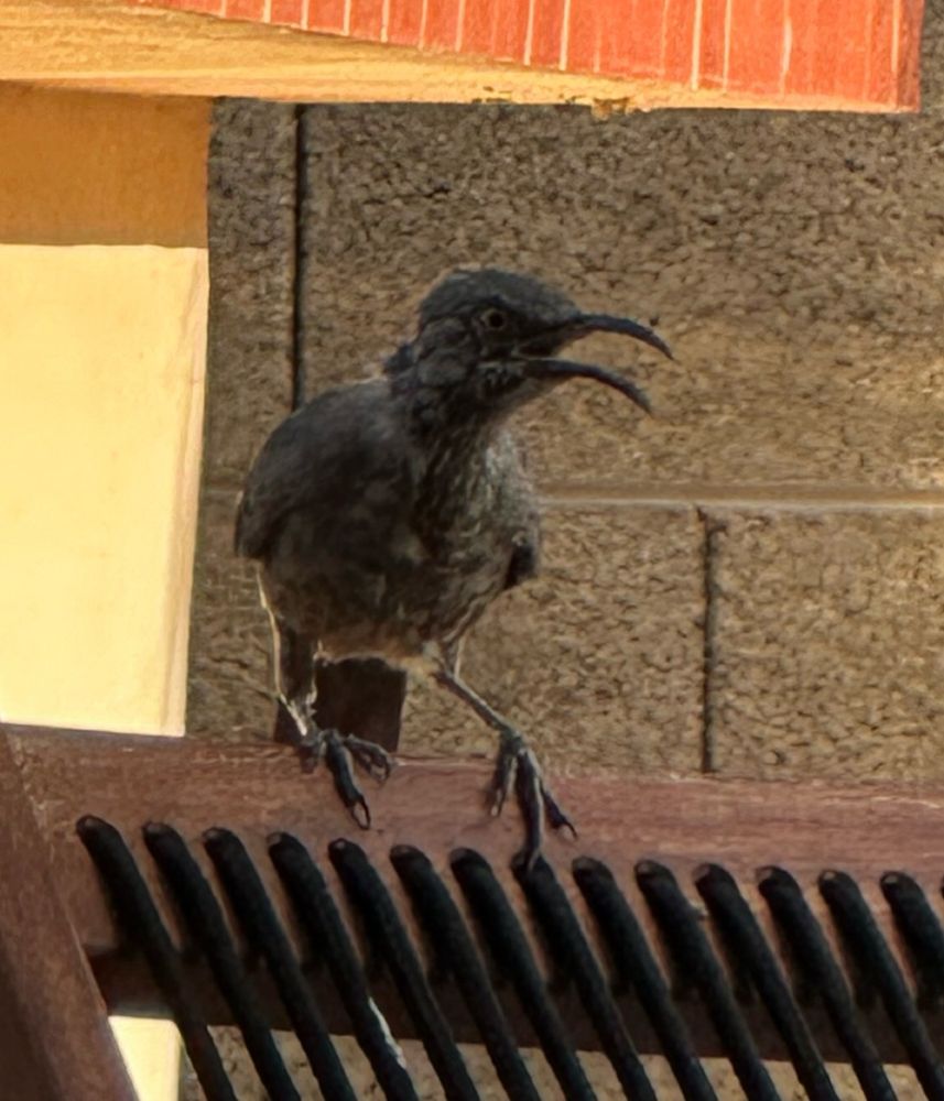 A curved beak thrasher?