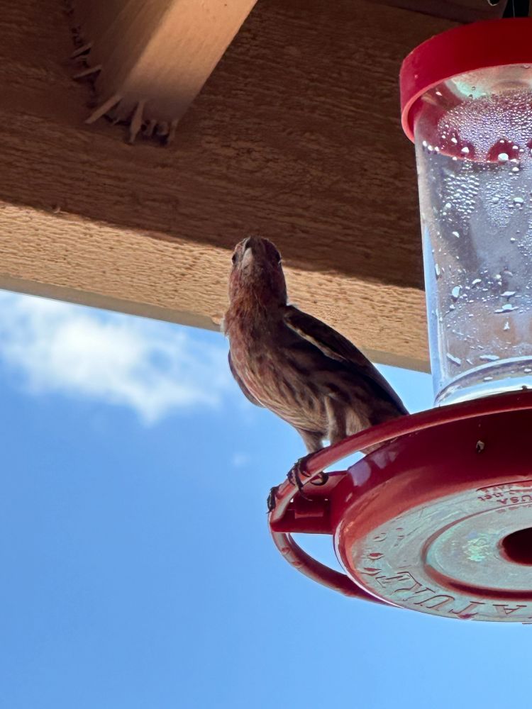 A house finch?