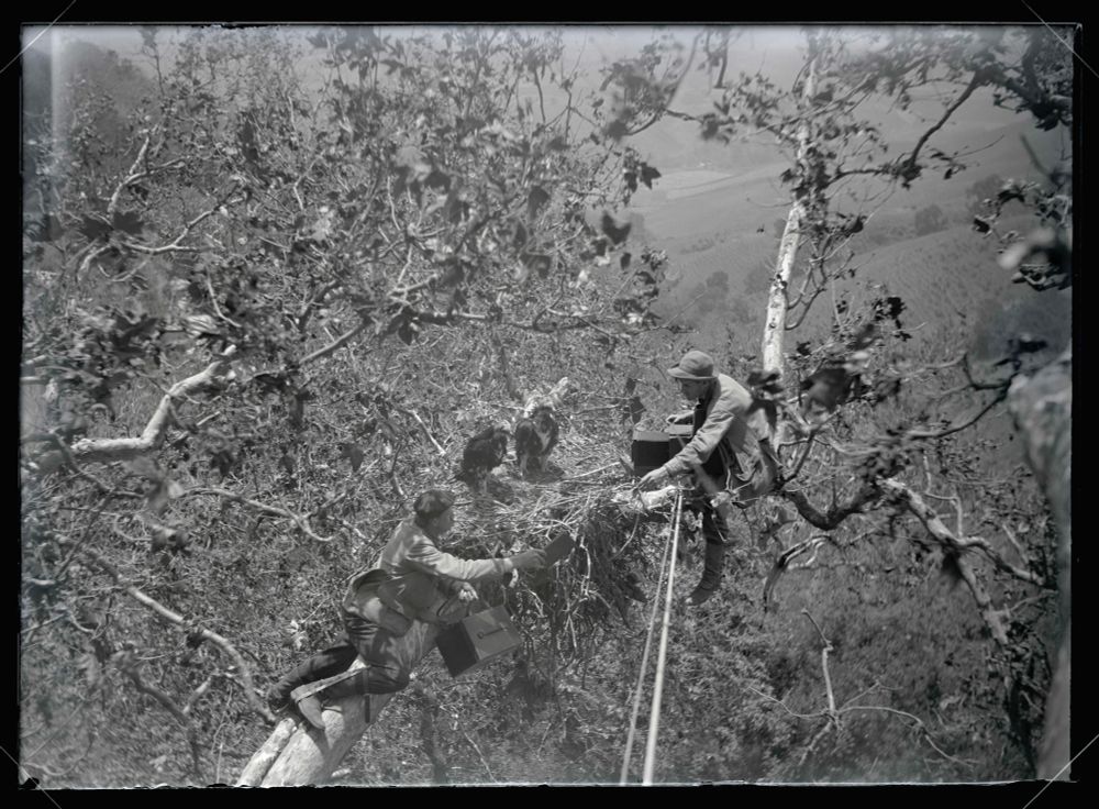 Self portrait of William Finley and Herman Bohlman with two golden eagles. The photographers sit at the edge of a large nest, five feet wide, where two young golden eagles sit. One holds a camera while the other a box of glass plates.