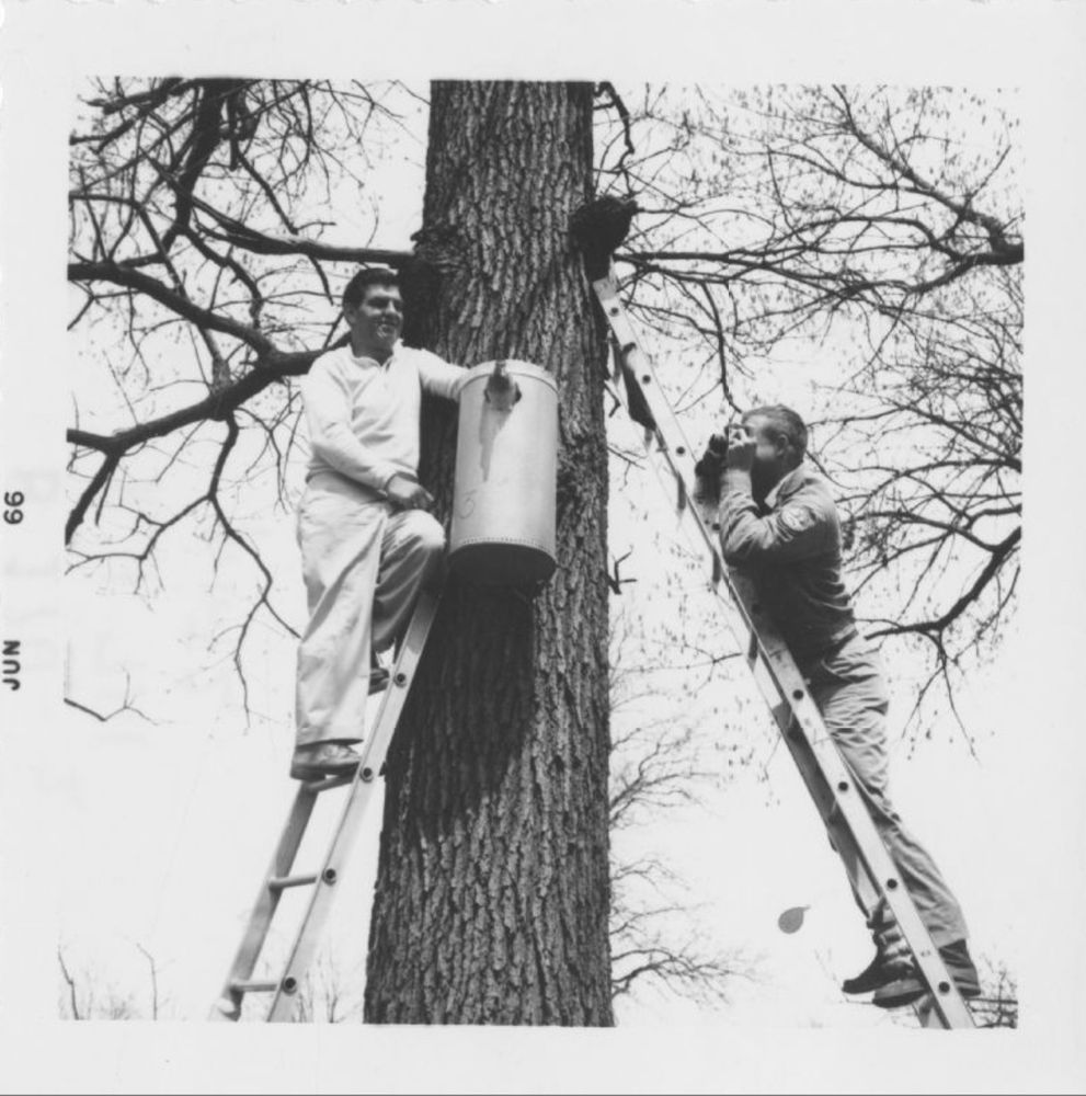 A black and white photograph of two men on ladders resting on a tree. One is holding a camera while the other poses beside a metal canister wood duck nest. The bird emerges from the entrance. 1966, U.S. Fish and Wildlife Service.