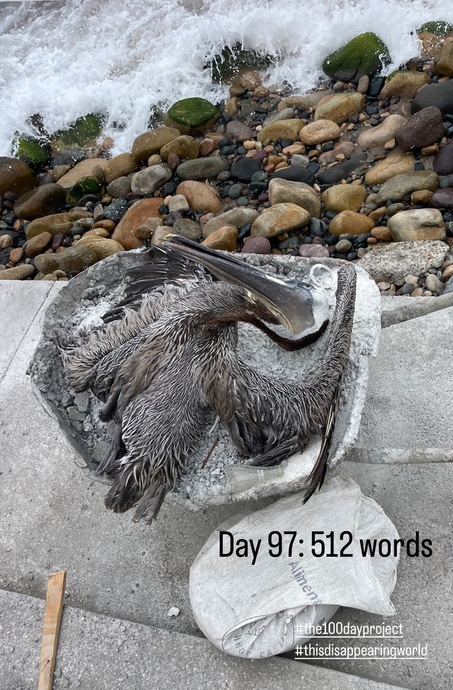 A dead pelican in a wheelbarrow with the ocean crashing on some rocks. 