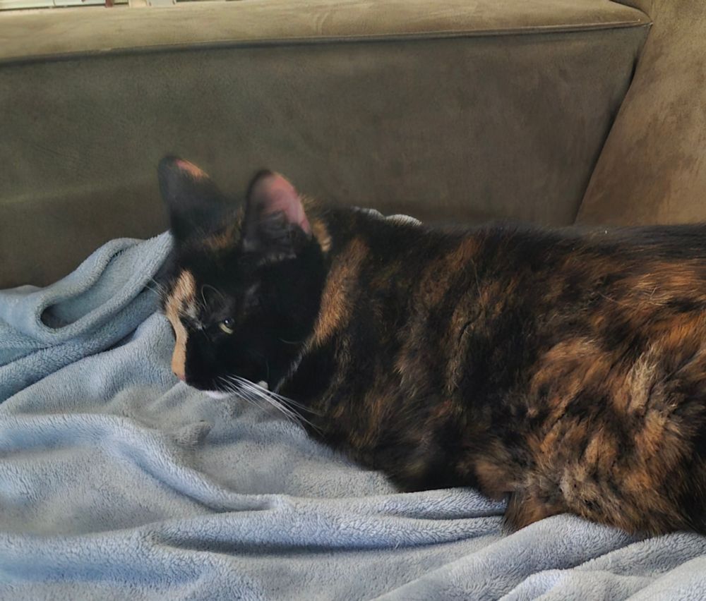 Schildpadkleurige kat ligt op een licht grijsblauw dekentje op een bruine bank en kijkt chagrijnig 