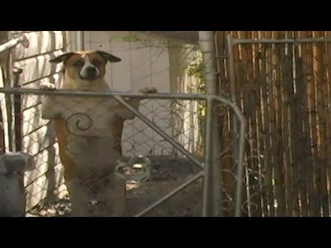 the pond - All The Dogs (Official Music Video)