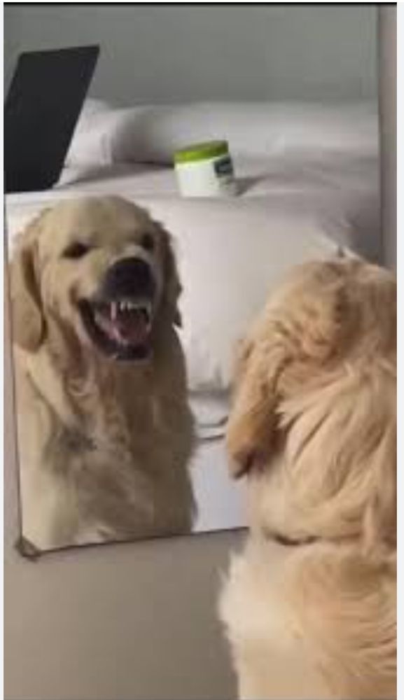 Comment image
