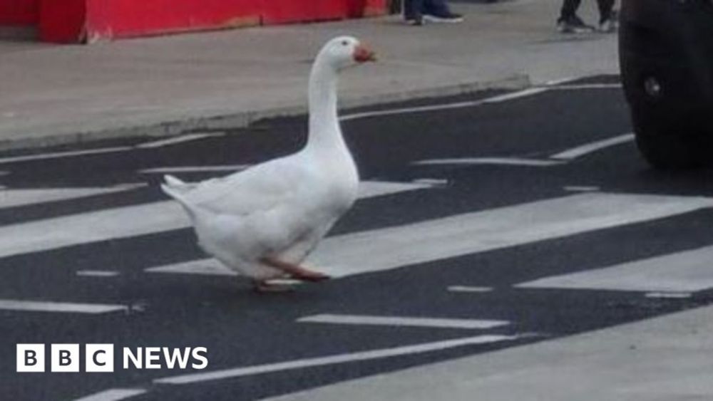 Clever goose stops March traffic to take zebra crossing