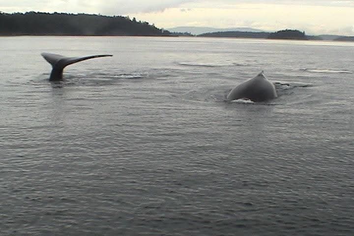 Humpback whales surface and dive near a boat tour