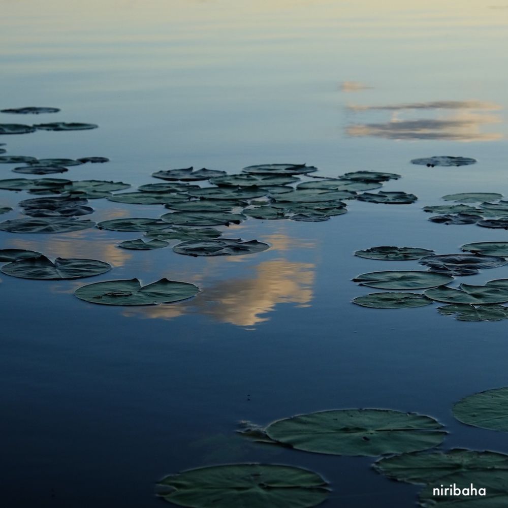photograph of a few dozen lily pads close by on smooth water reflecting a couple of gently rippled, pink-tinged clouds