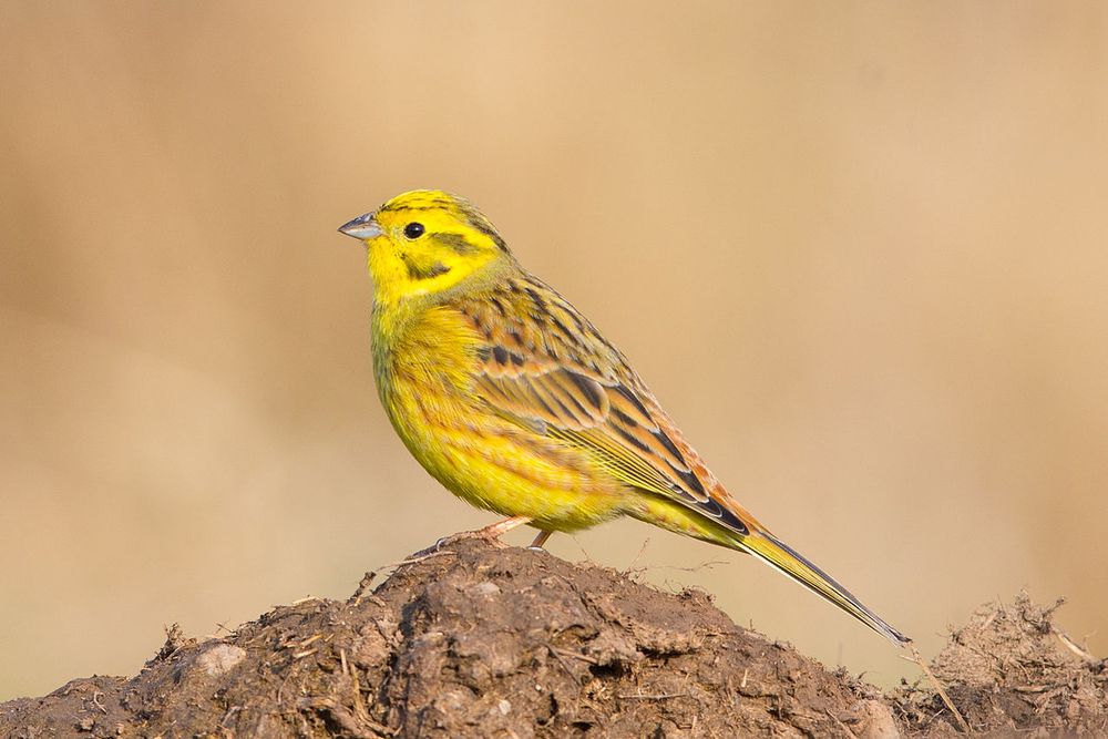 Male yellowhammer (this cute little yellow songbird, Emberiza citrinella) sitting on a heap of ground. Photo from wikimedia.
