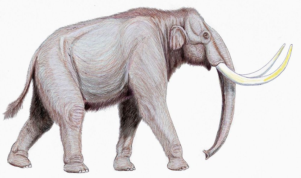  Mammuthus trogontherii. (Creator:Dmitry Bogdanov)