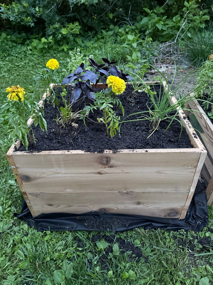A raised bed garden box filled with soil and with herbs planted. There are also a few yellow flowers to help keep the animals away 