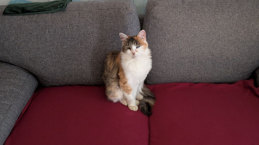 A cat sitting on the couch