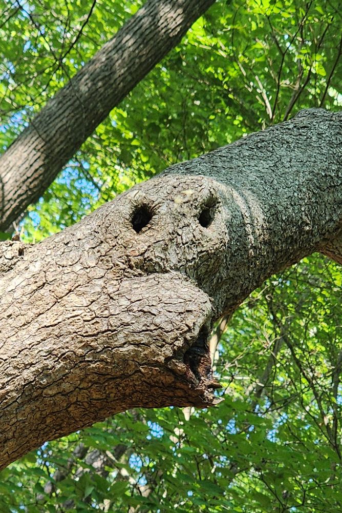 A tree with indentations and a missing limb that makes it look like a face