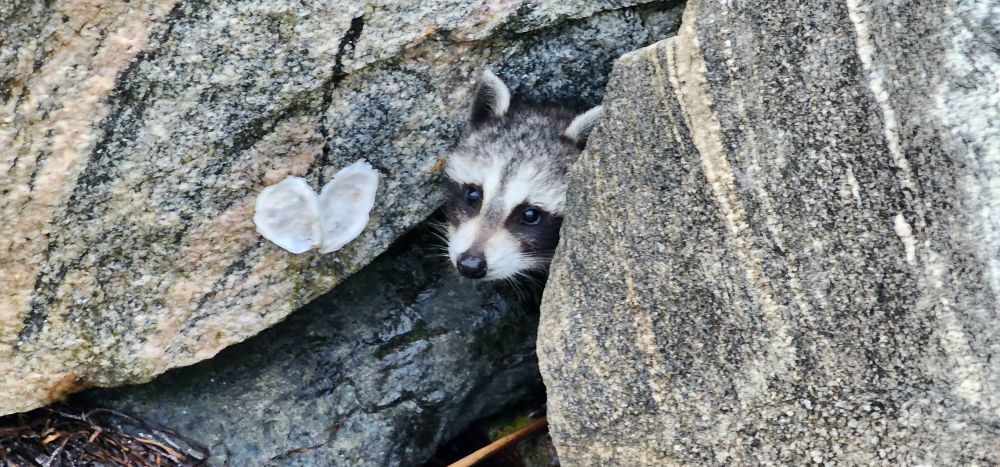 A small baby raccoon 