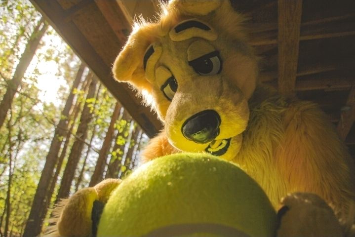 Goldy pondering his orb (tennis ball)