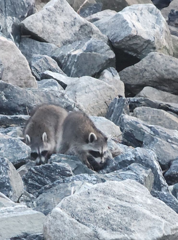 Two small baby raccoons