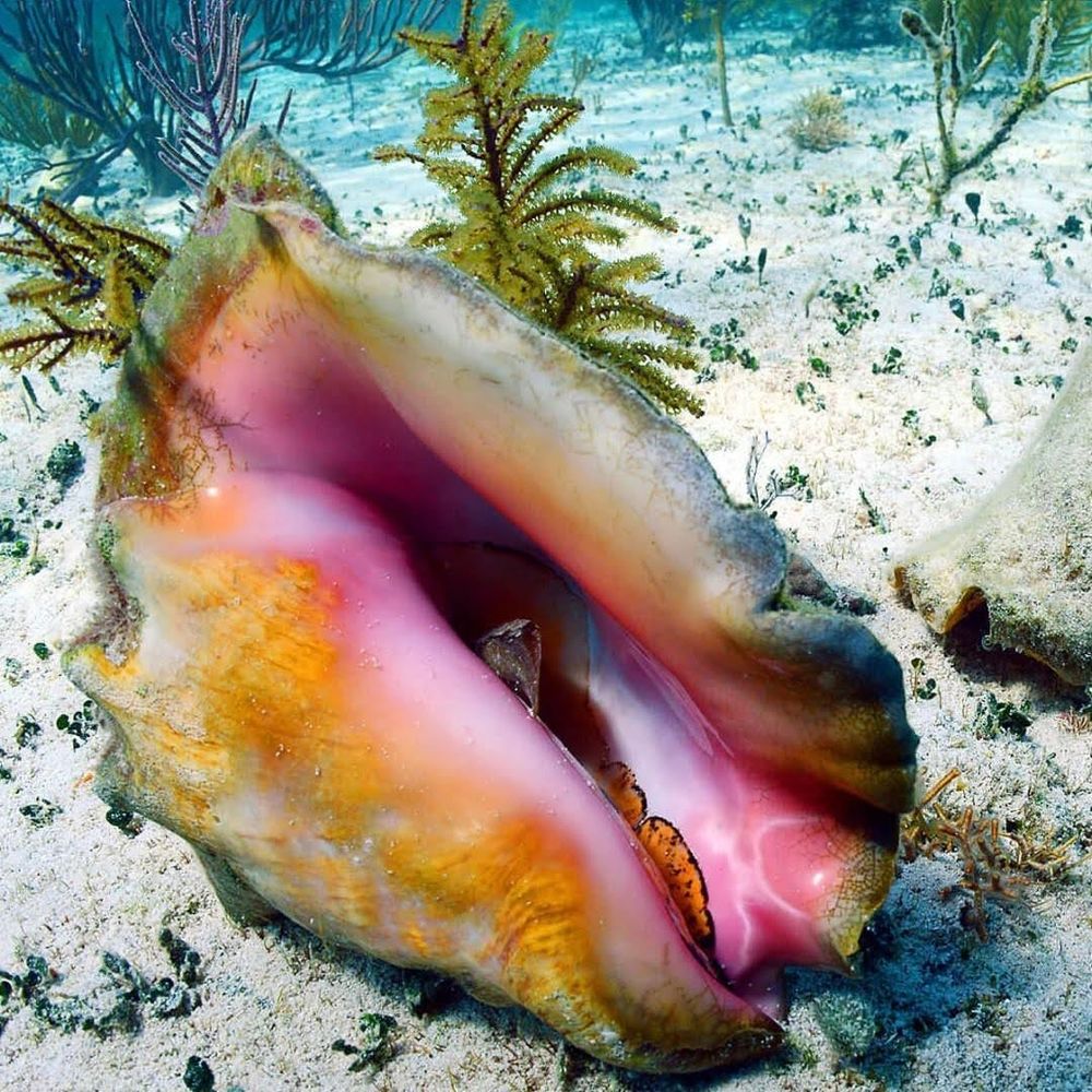 A very normal conch shell.