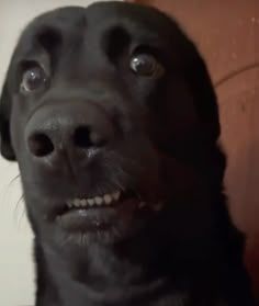 Shocked dog expression.