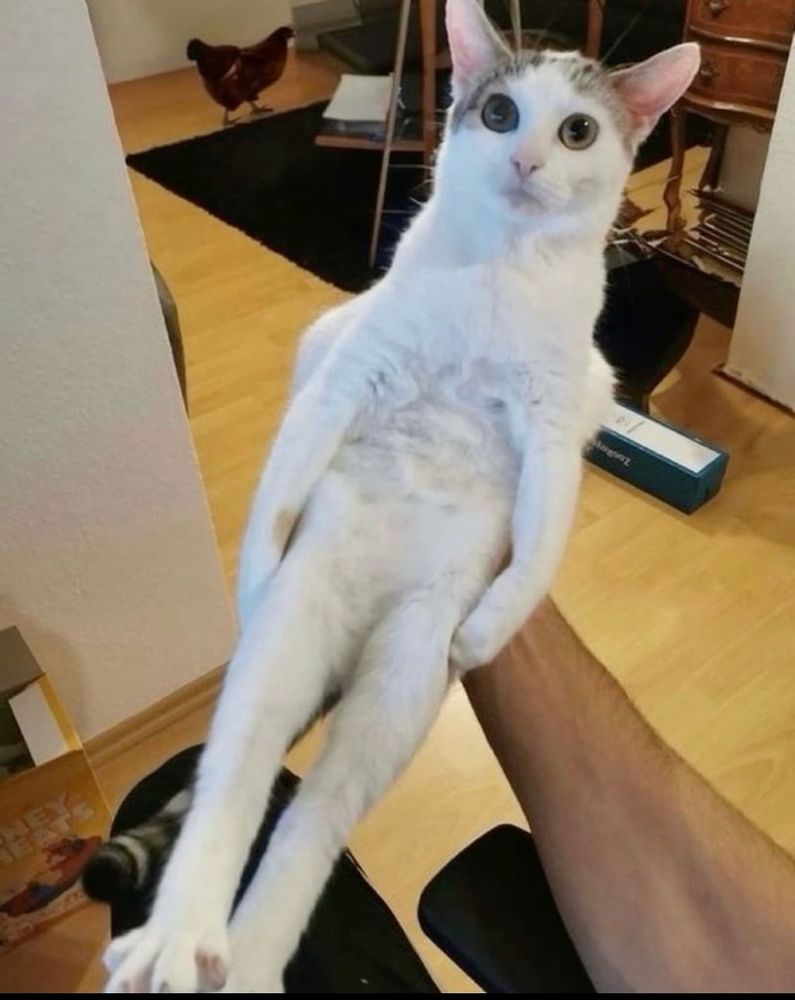 Cat being held like a totem of undying 