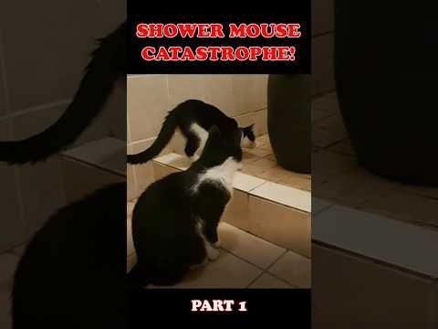 Two Cats and a Mouse! - What could go Wrong?