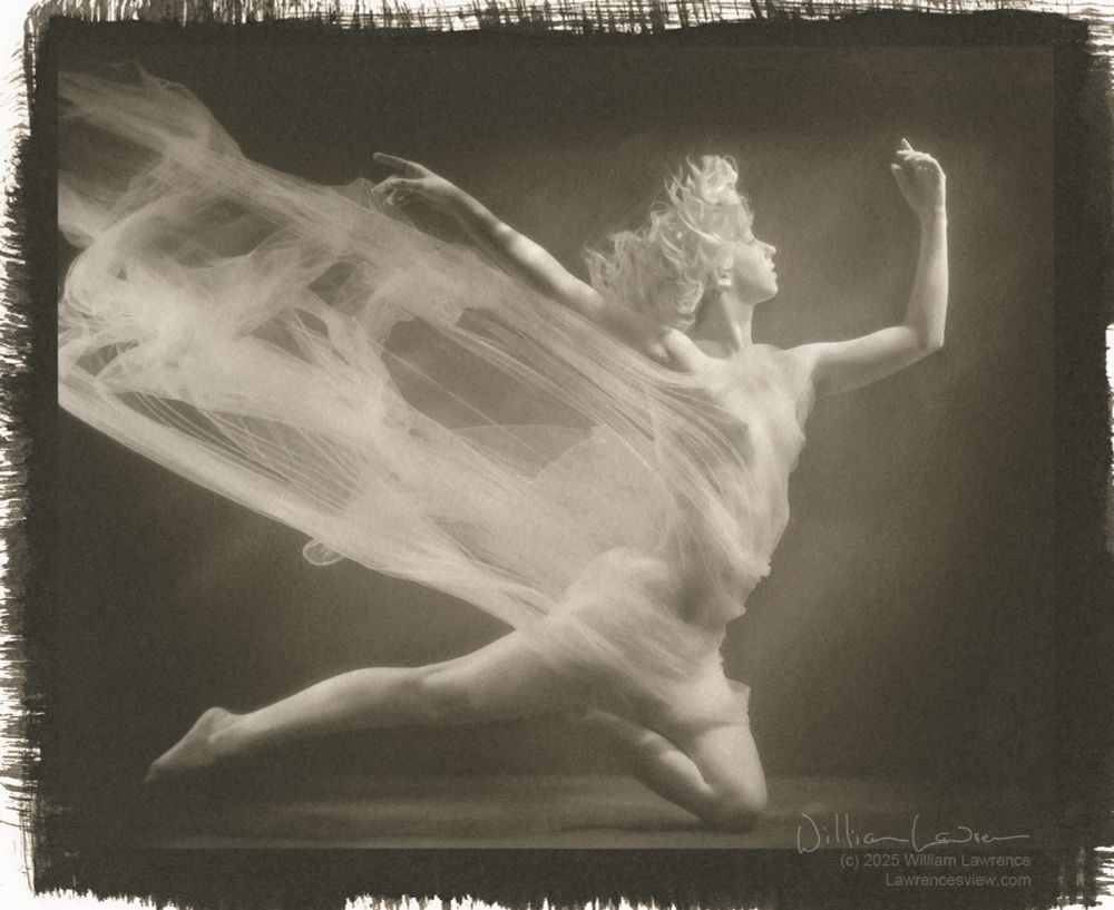 Model Halo Haynes poses nude, surrounded by sheer fabric, in a large tank of water. Her pose and the flowing fabric give a fairy-like impression, inspiring the title. Platinum-palladium toned kallitype.