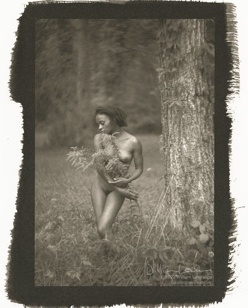Platinum-palladium toned kallitype of model Gazelle Powers, standing nude in a field, holding some blooming plants, with the forest in the background.