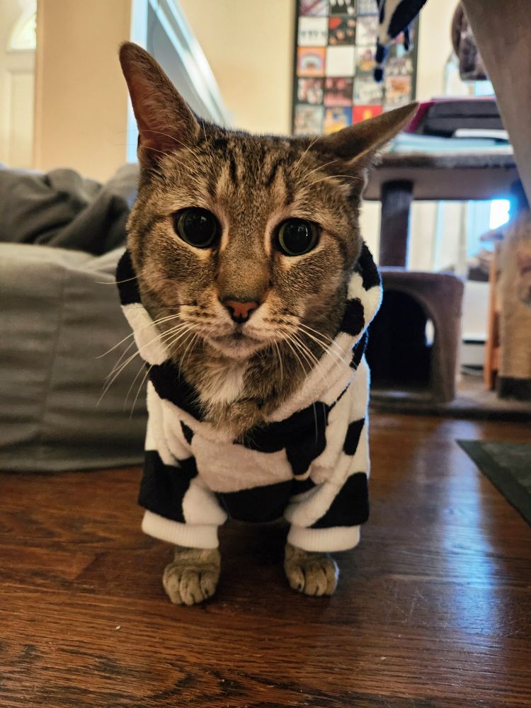 Biggs, a gray tabby cat, looks into the camera with big eyes while wearing a stylish cow hoodie.