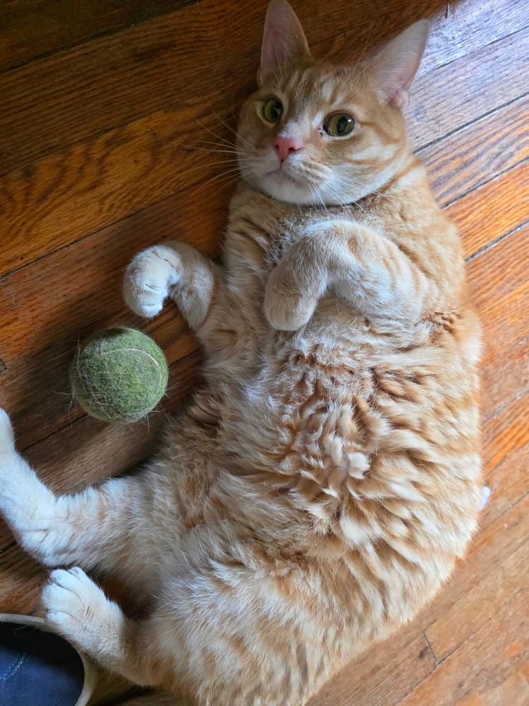 An orange cat curled up around a tennis ball, belly up, ball thieving paws in the air, giving the camera an extremely "busted" look