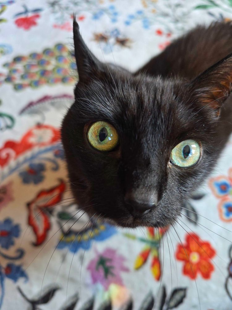 A black cat staring up at you with huge yellow-green eyes