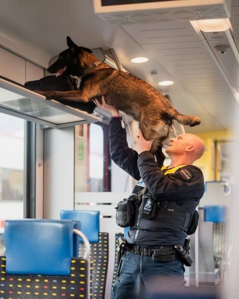 A Swiss police officer holding a dog up to the luggage racks.