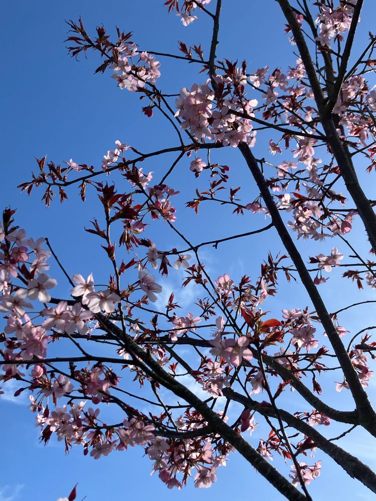 Pink blossom on a tree, taken from the ground looking up with blue skies in the background.